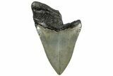 Partial, Fossil Megalodon Tooth - Serrated Blade #307293-1